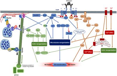 Cytoskeletal Transport, Reorganization, and Fusion Regulation in Mast Cell-Stimulus Secretion Coupling